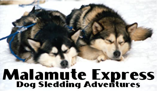 (Malamute Express)